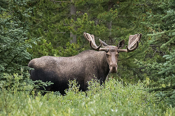 Bull Moose