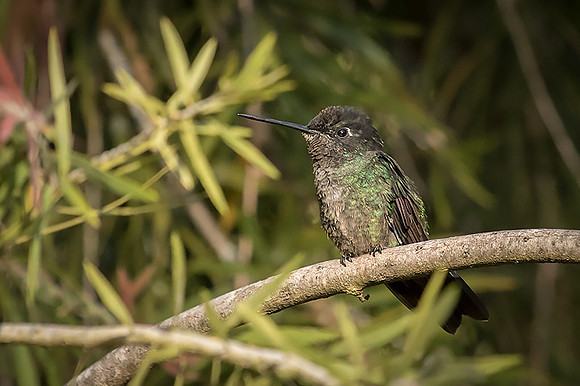 Magnificent hummingbird