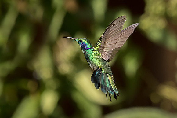 Violet-eared hummingbird
