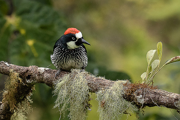 Acorn Woodpecker