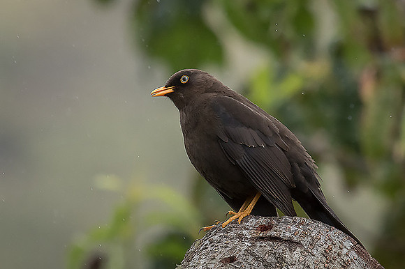 Sooty Thrush