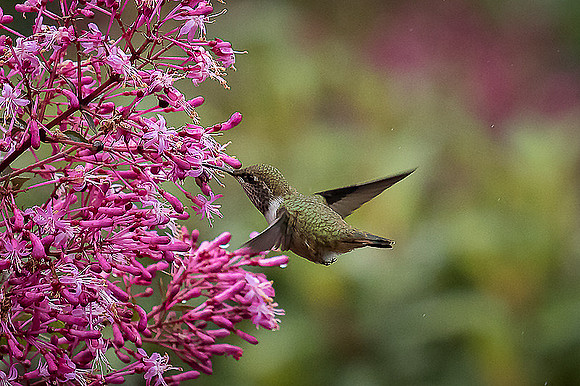 Volcano hummingbird - female