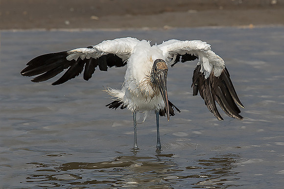 Wood stork