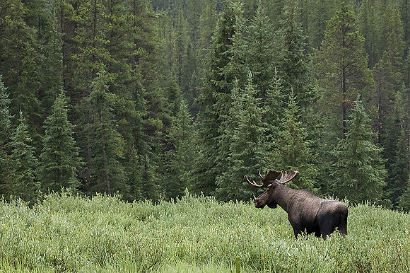 Bull Moose