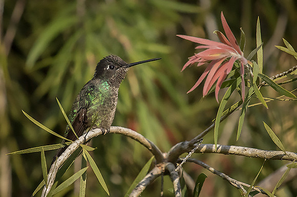 Magnificent hummingbird