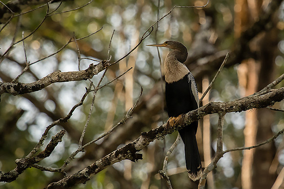 Anhinga
