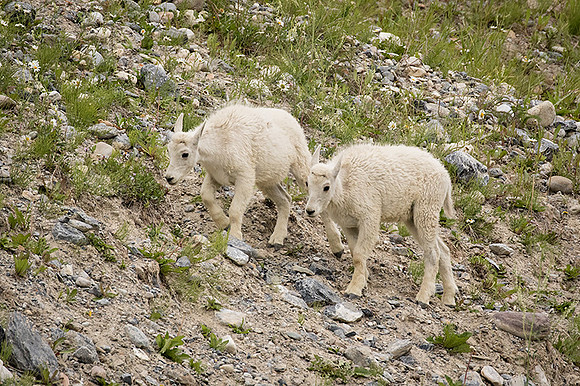Rocky Mountain Goat